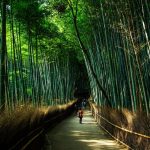 Bamboo Grove