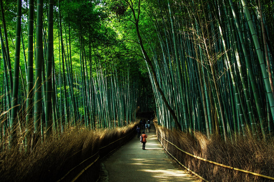 Bamboo Grove